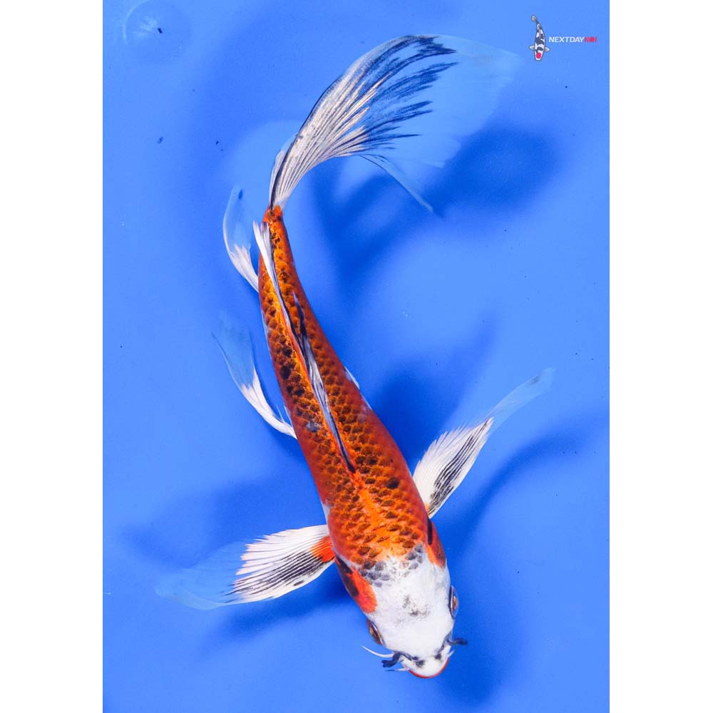 8” Imported Kujaku Butterfly Koi