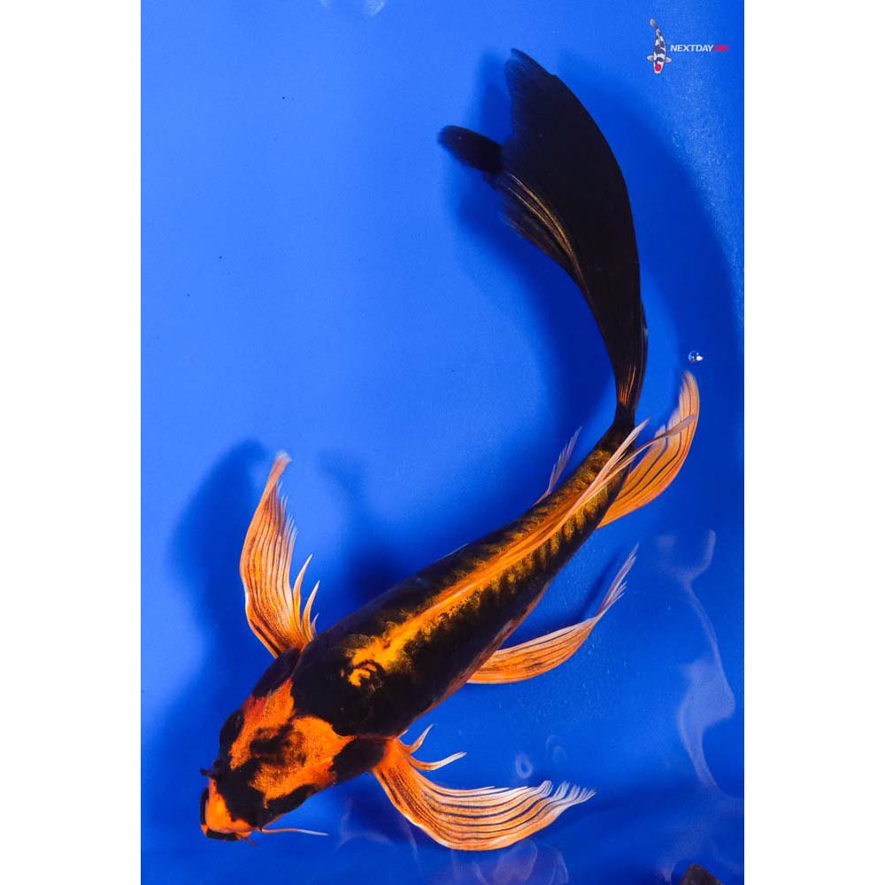 8.5” Imported Kin Kikokuryu Butterfly Koi