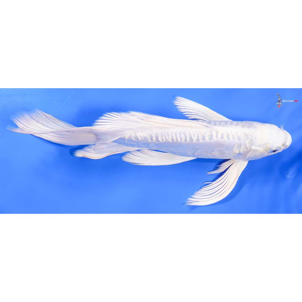 11” Imported Doitsu Platinum Ogon Butterfly Koi