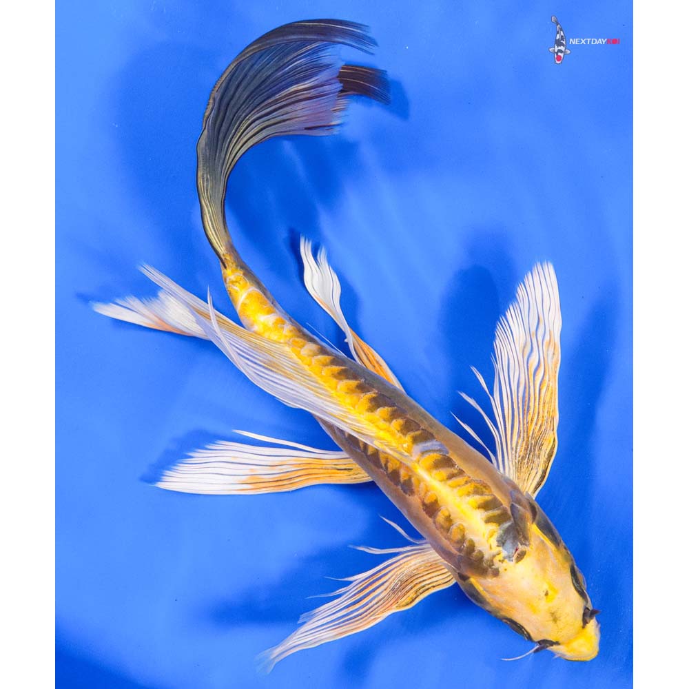 11” Imported Kin Kikokuryu Butterfly Koi