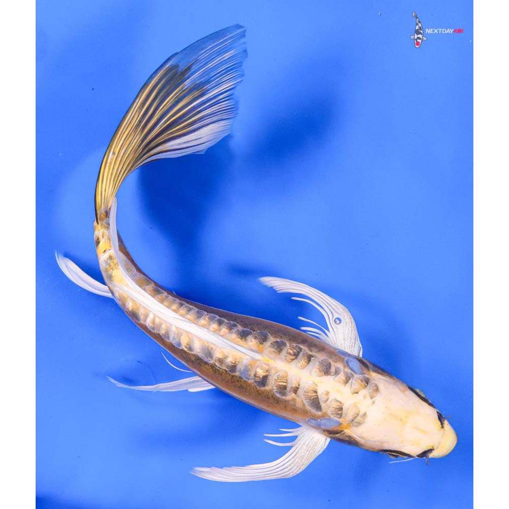 11” Imported Kin Kikokuryu Butterfly Koi