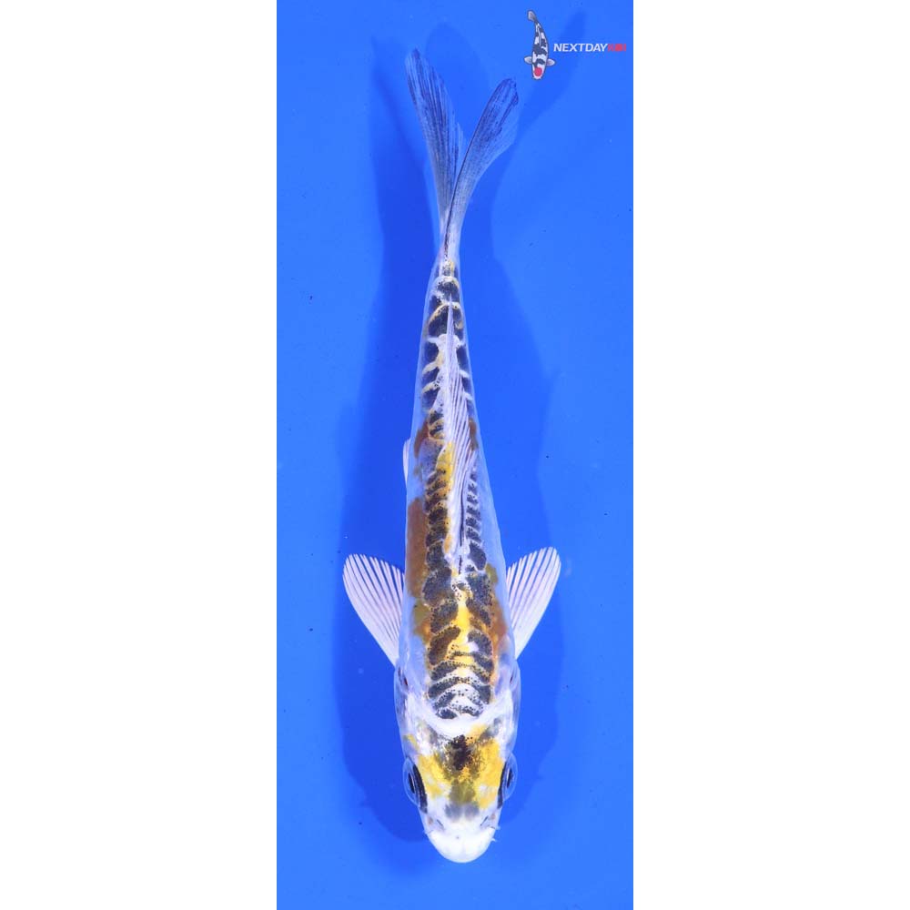 5” Imported Doitsu Kujaku