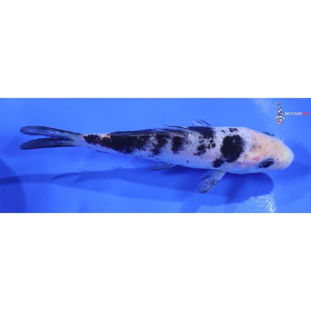 4.5” Imported Shiro Bekko