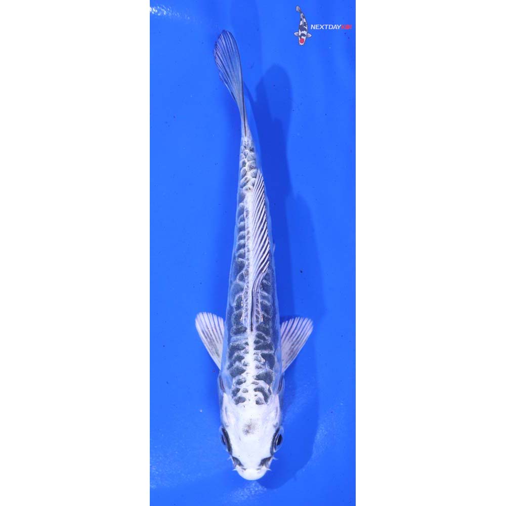5.5” Imported Kikokuryu