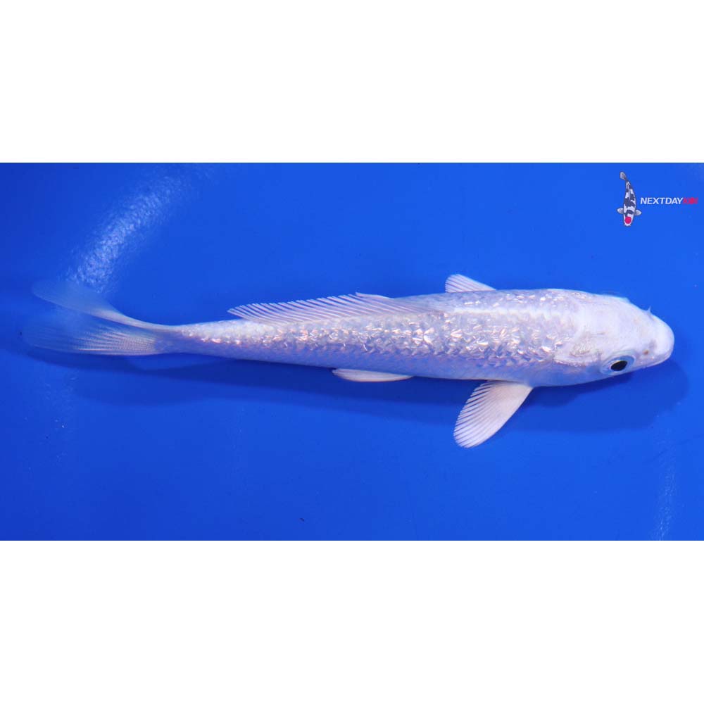 4.5” Imported Gin Rin Platinum Ogon