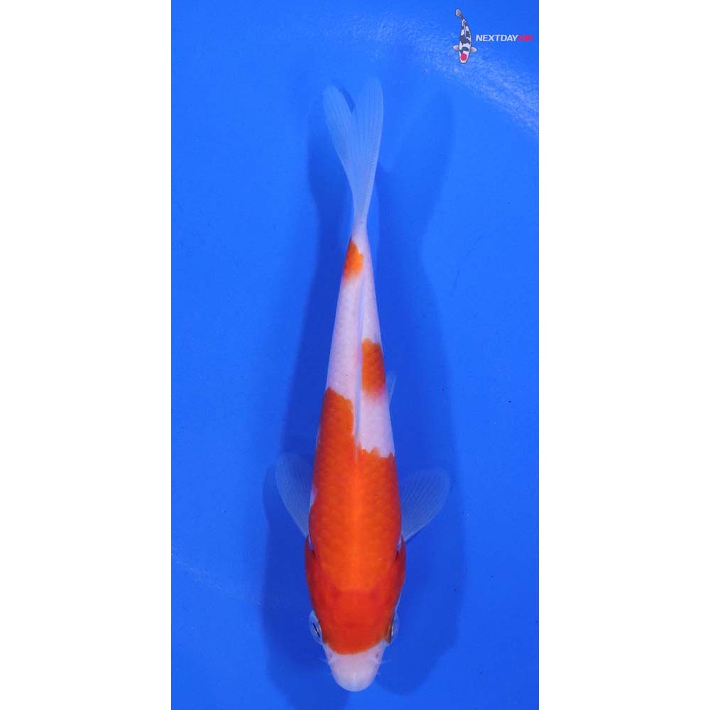 4.5” Imported Kohaku