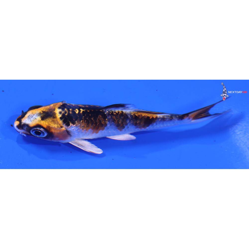 3.5” Imported Kujaku