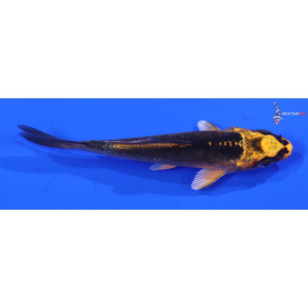 3.5” Imported Orenji Matsuba