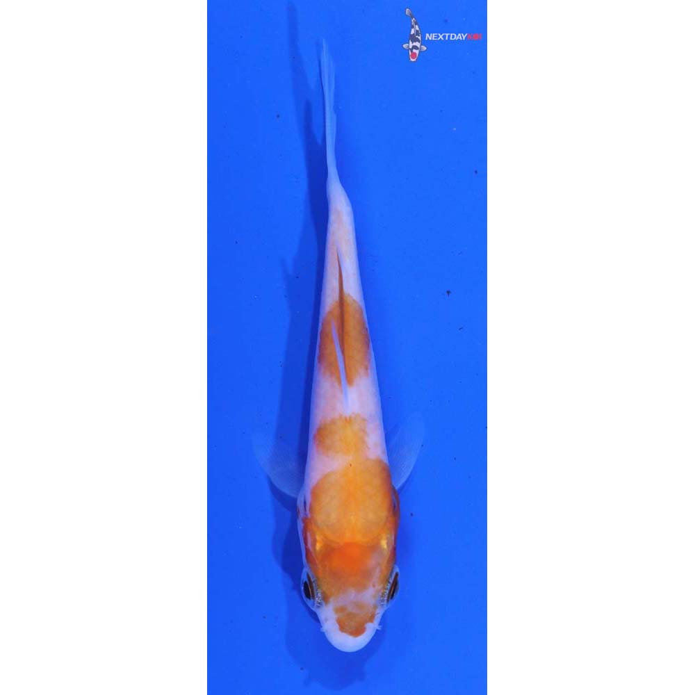 3.5” Imported Kohaku