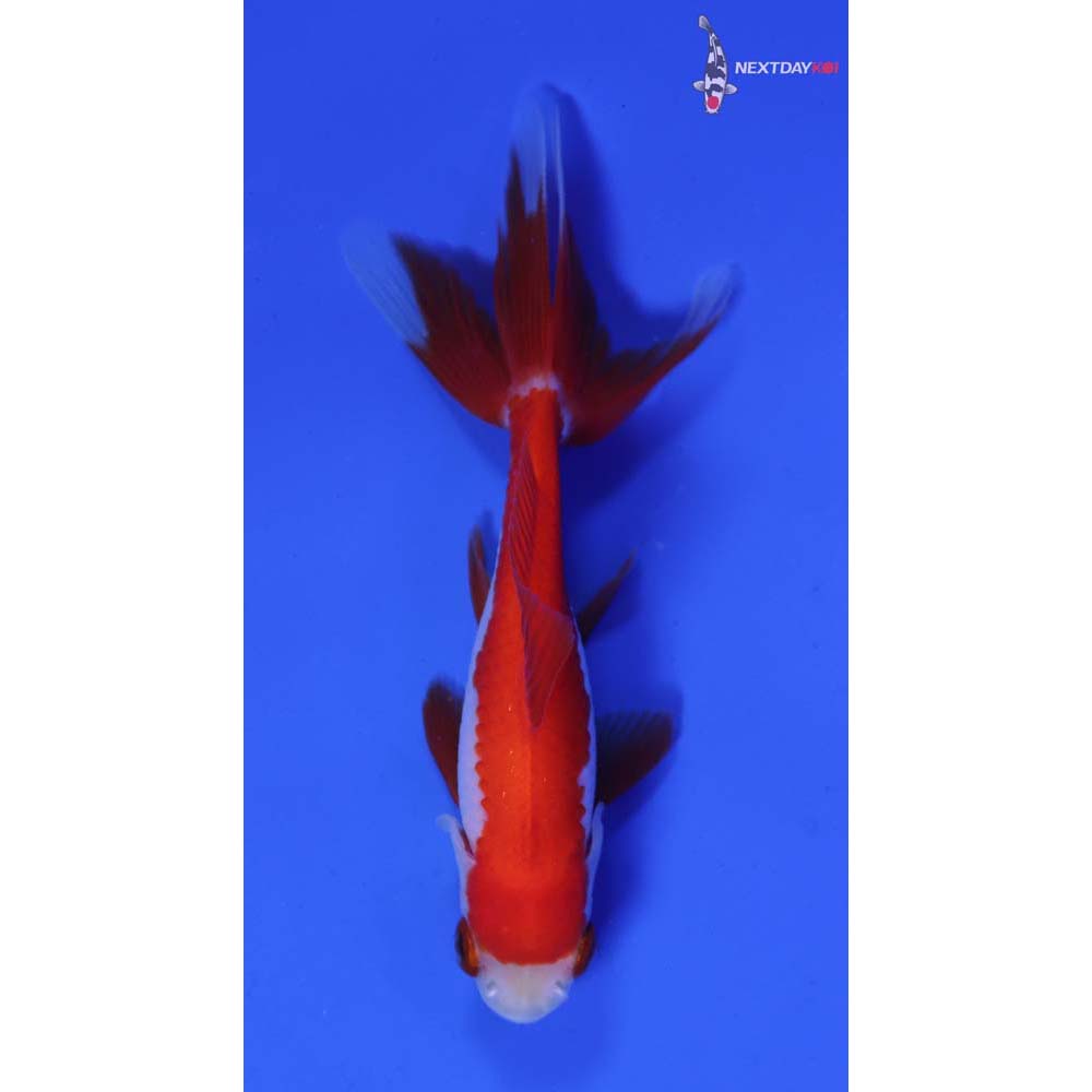 4” Imported Red and White Wakin