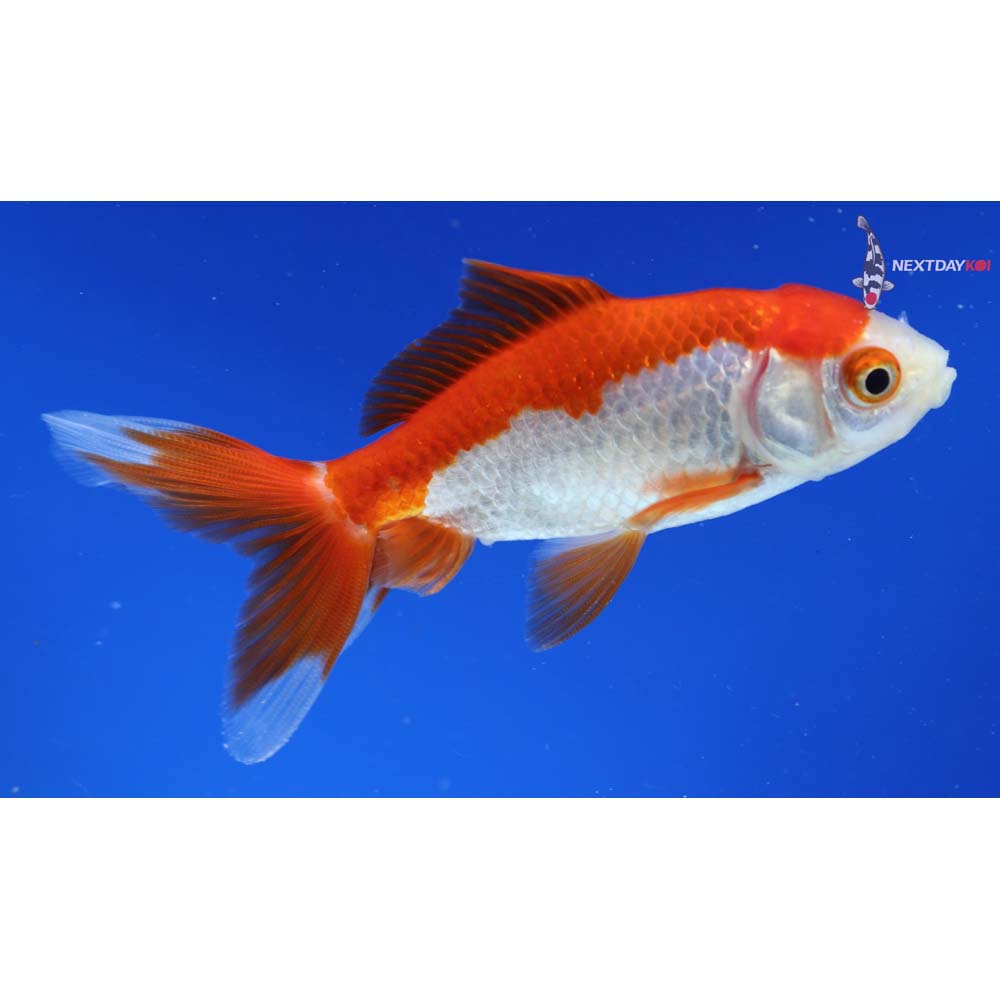 4” Imported Red and White Wakin