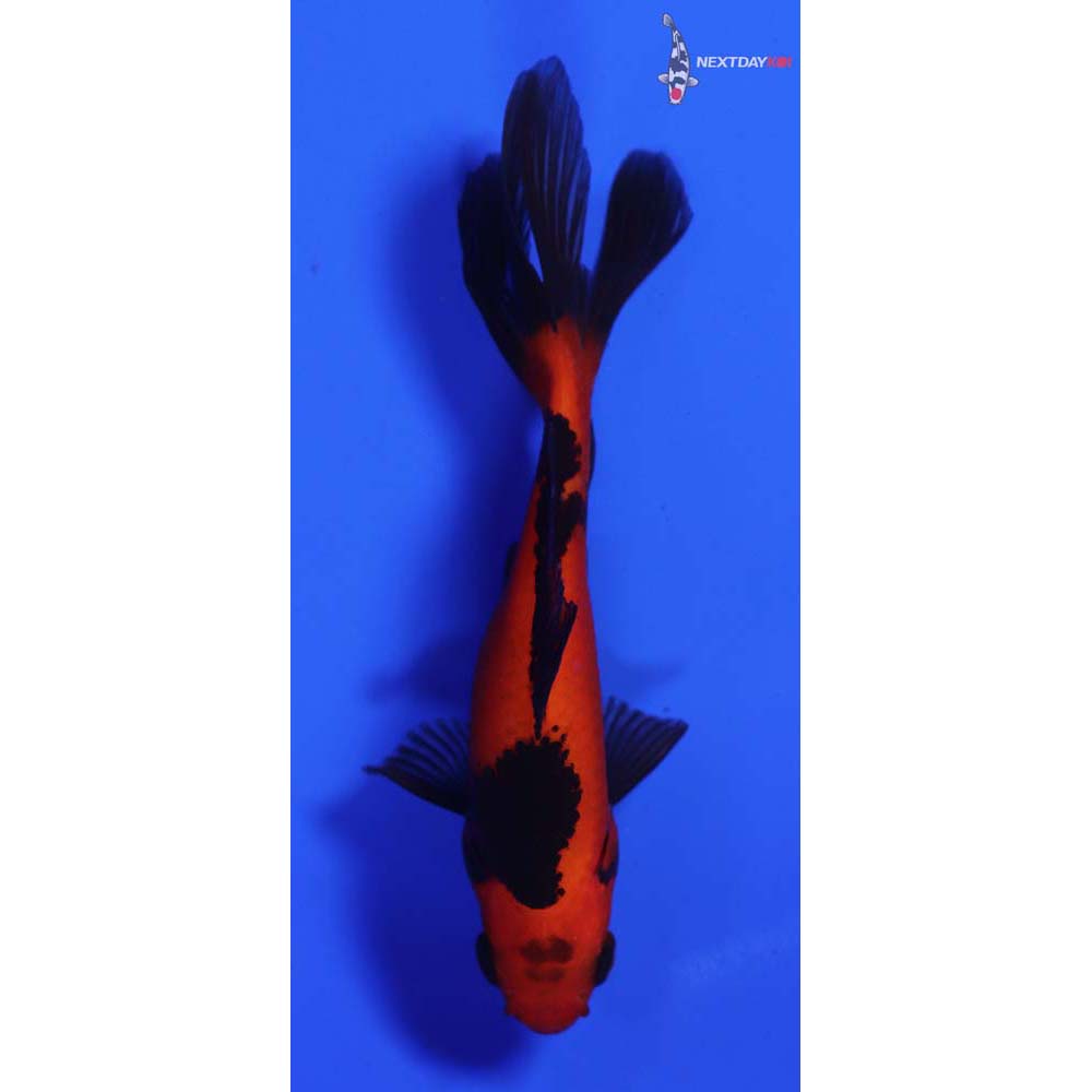 4” Imported Red and Black Wakin
