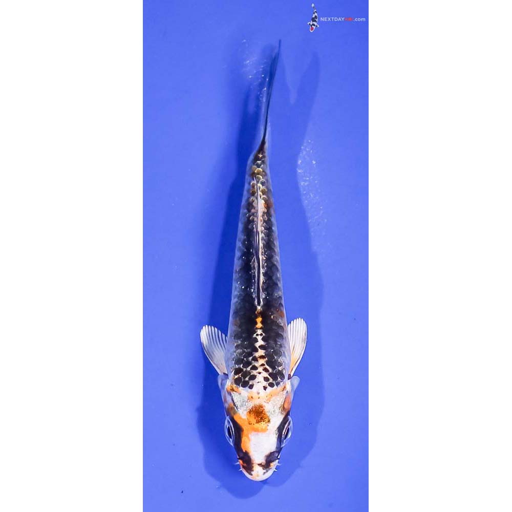 3.5” Imported Kujaku