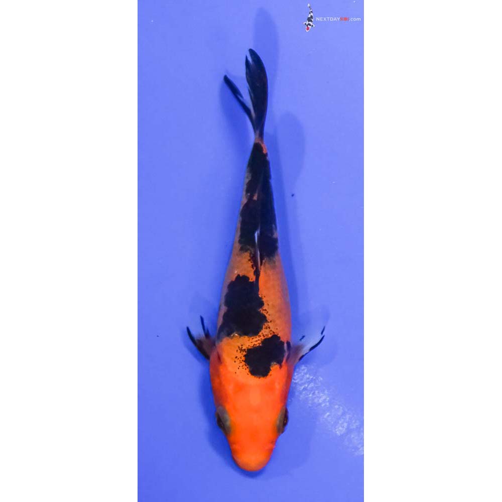 3.5” Imported Aka Bekko