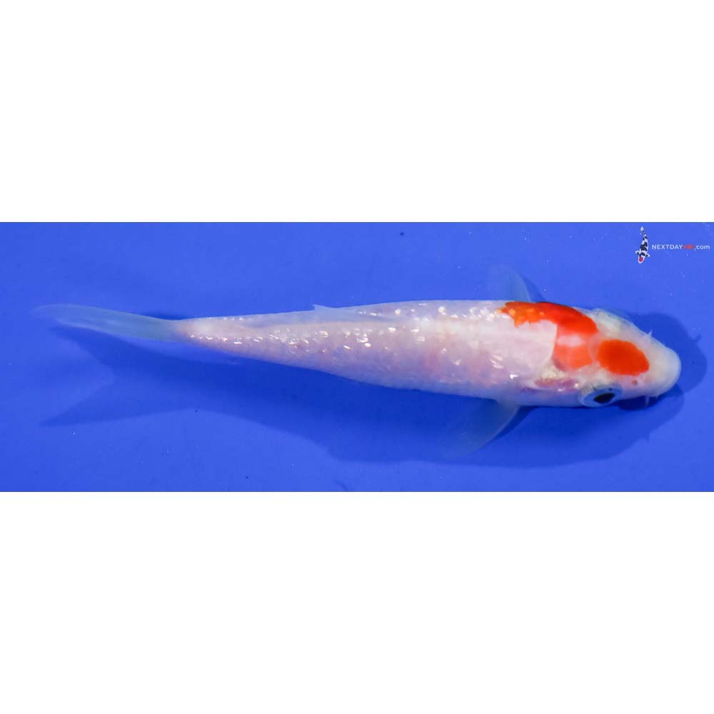 3.5” Imported Gin Rin Kohaku