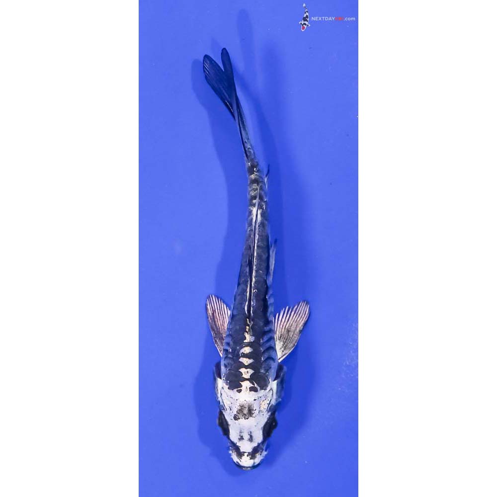 3.5” Imported Kikokuryu