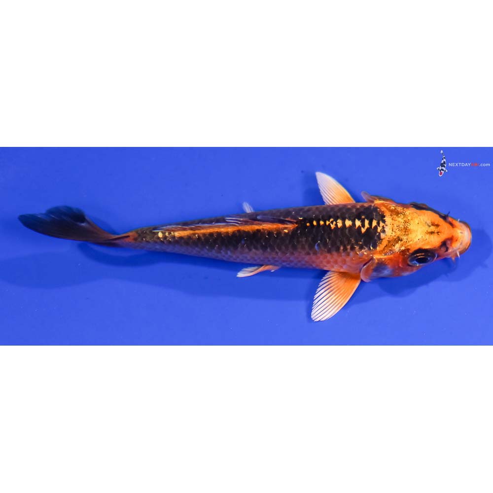 4” Imported Orenji Matsuba