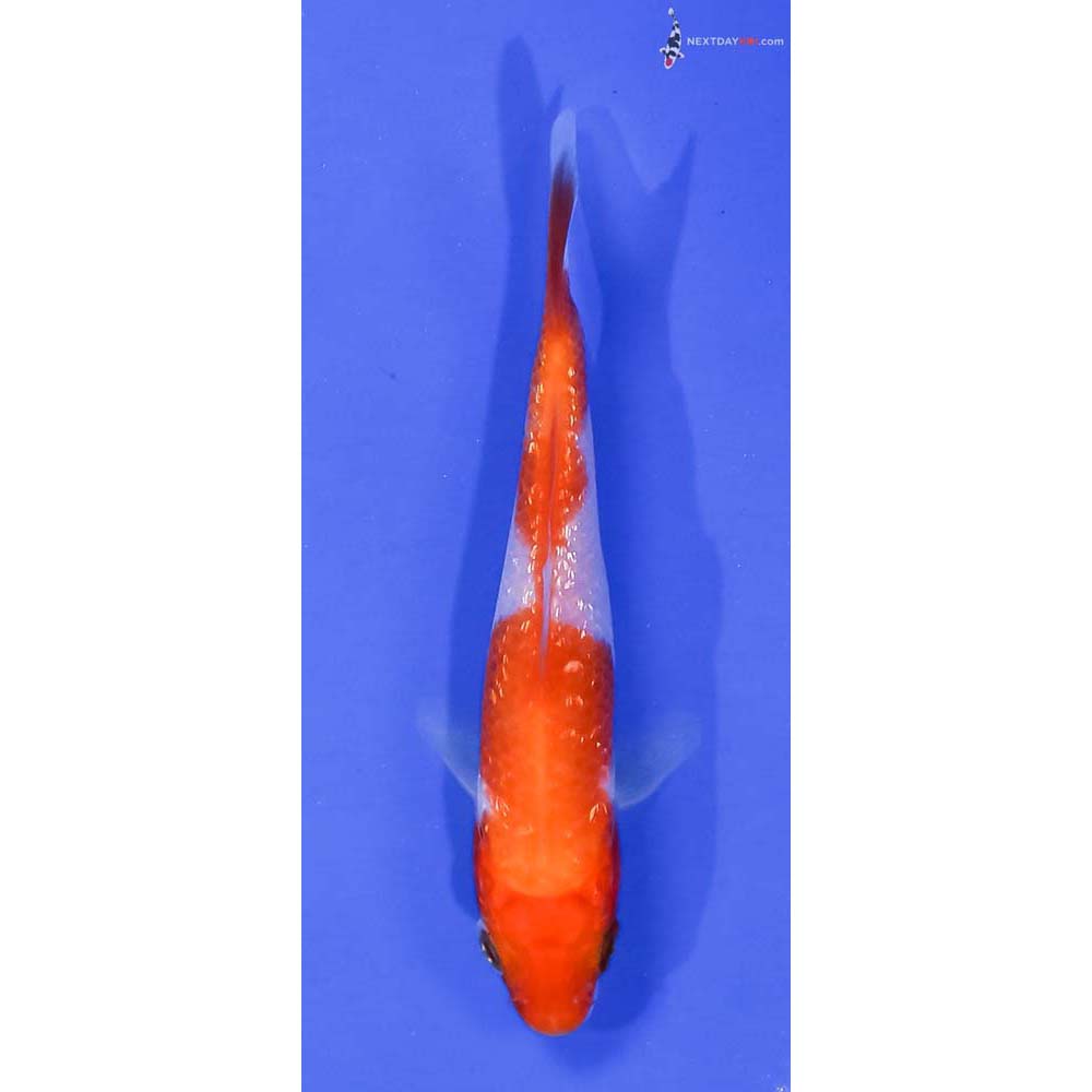 3.5” Imported Gin Rin Kohaku