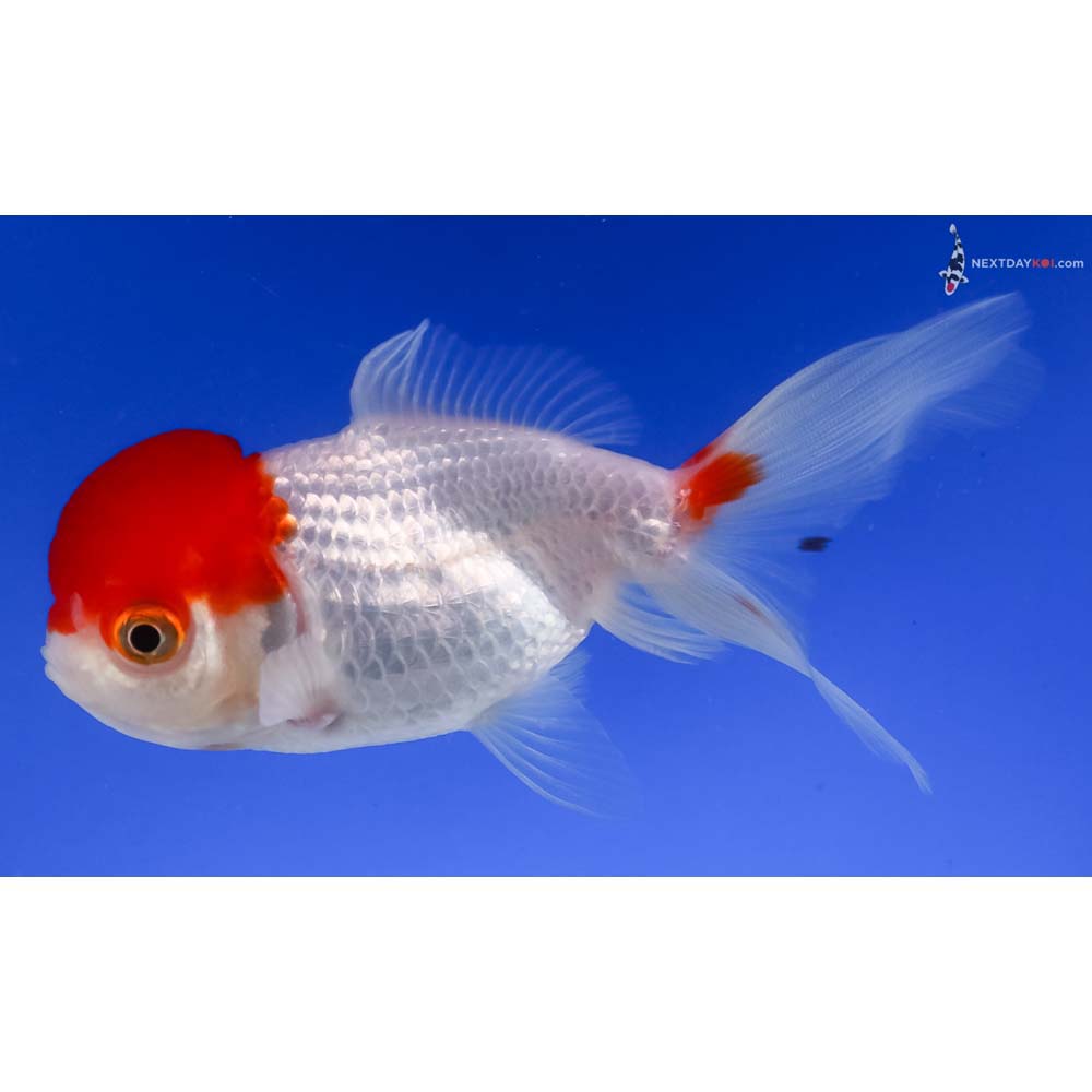 4.5” Imported Redcap Oranda