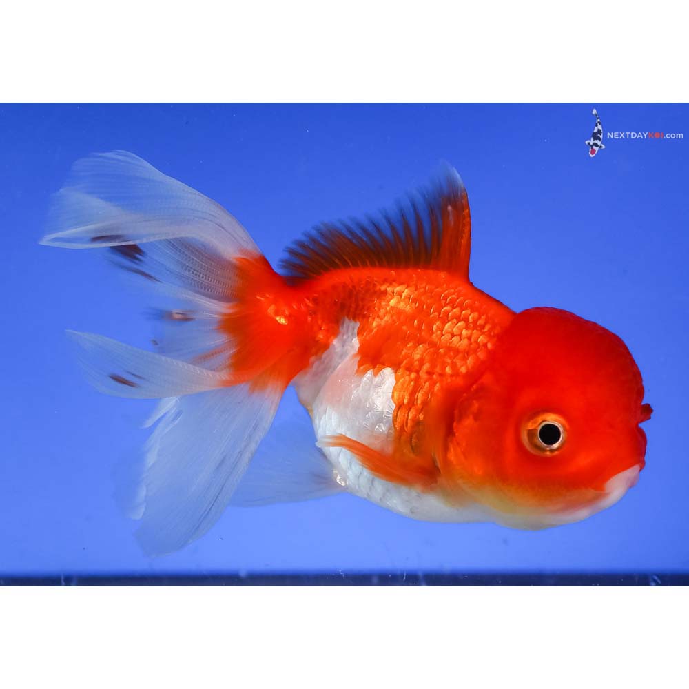 4” Imported Red and White Oranda