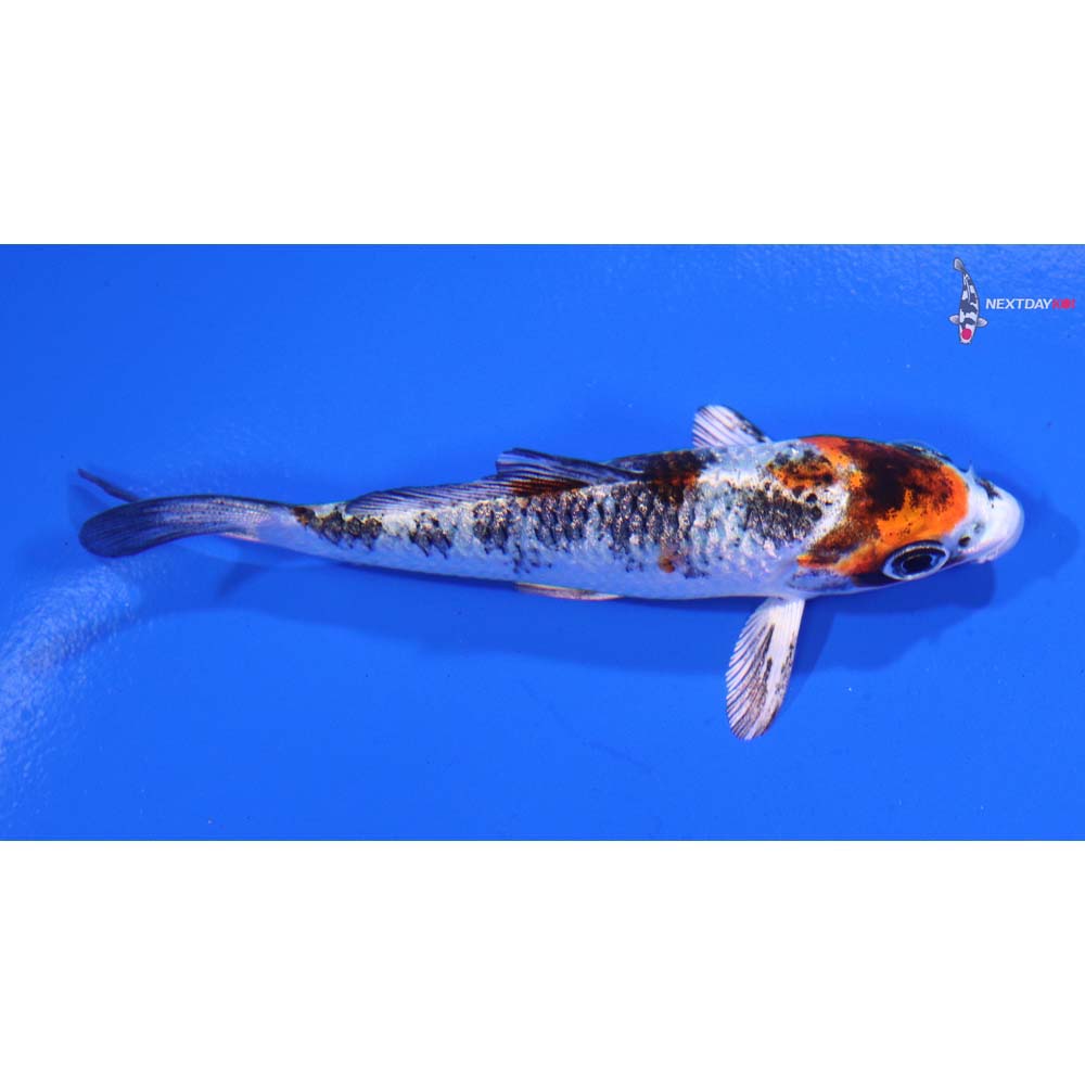 3” Imported Yamato Nishiki