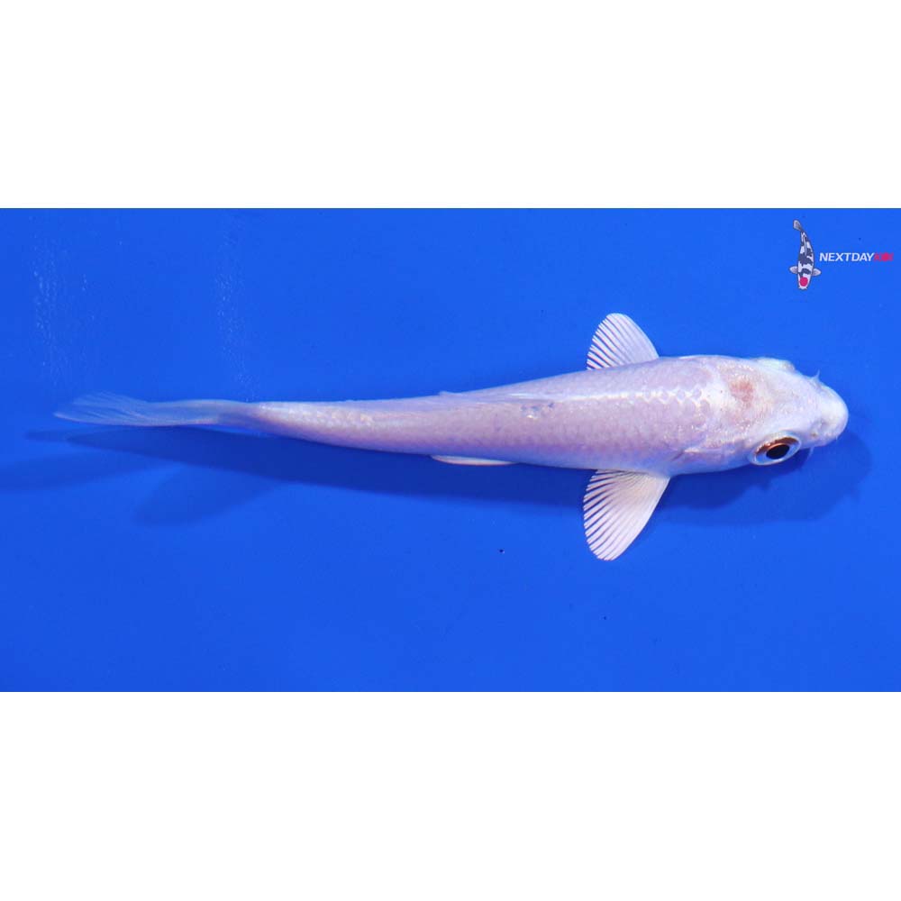 3.5” Imported Platinum Ogon