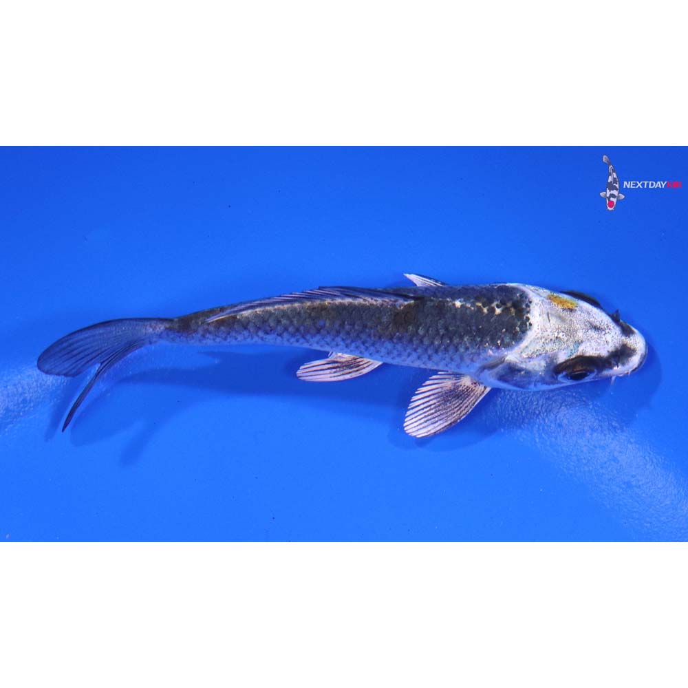 3.5” Imported Kujaku