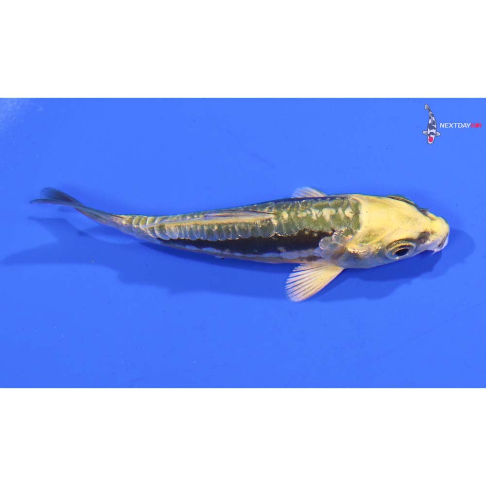3” Imported Kin Kikokuryu