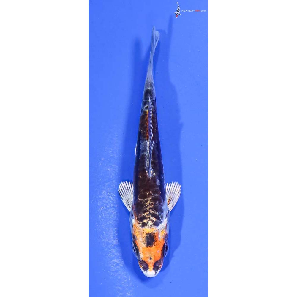 3.5” Imported Kin Kikokuryu