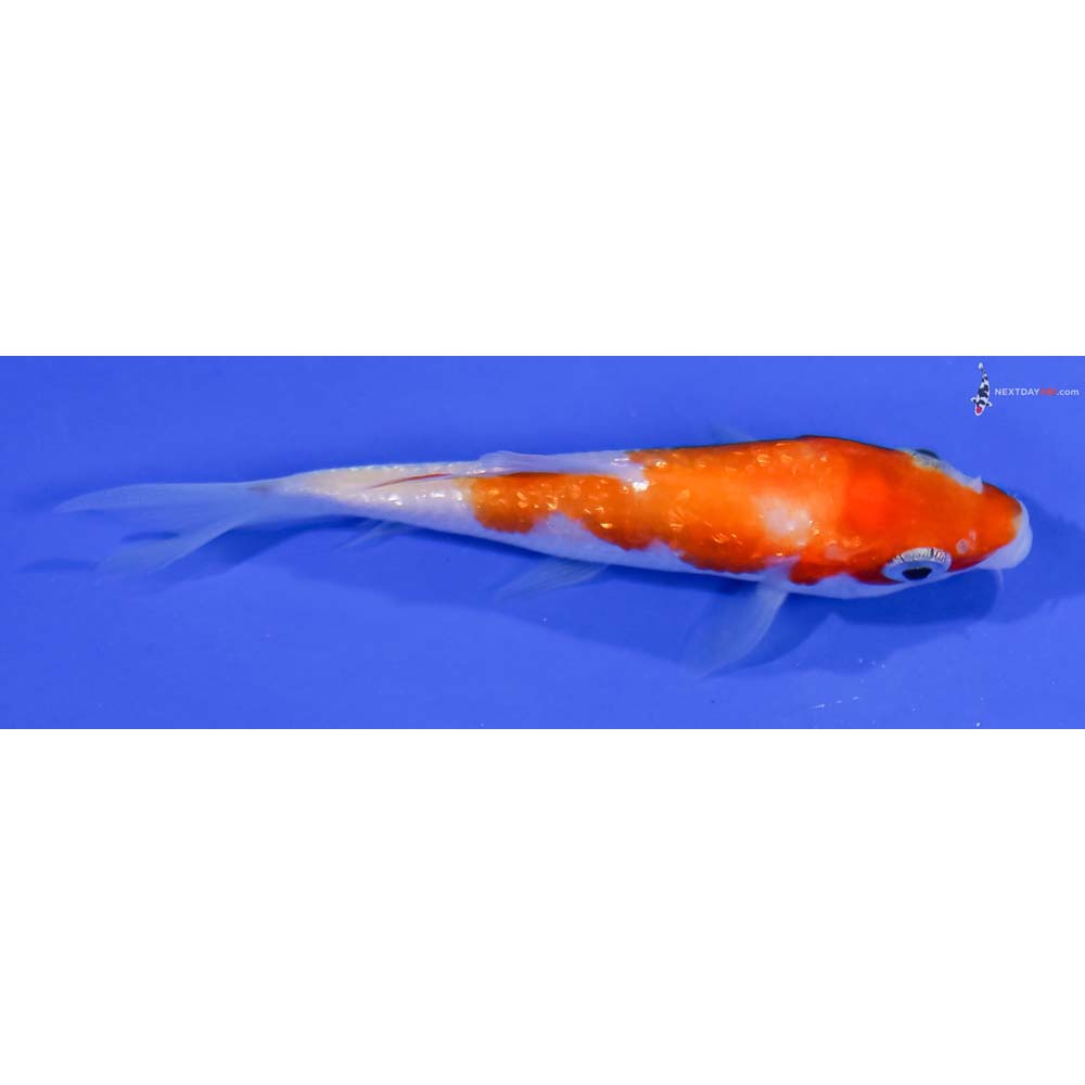 3.5” Imported Gin Rin Kohaku