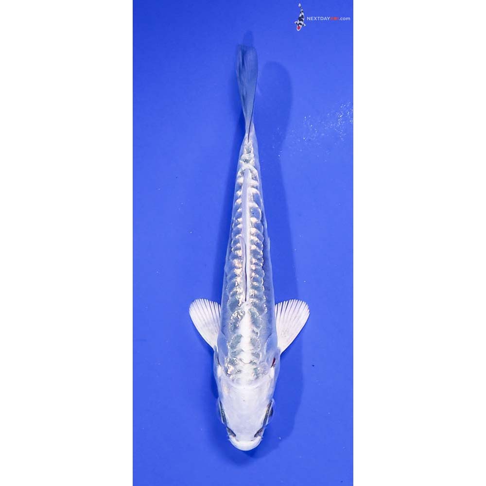 3.5” Imported Kikokuryu