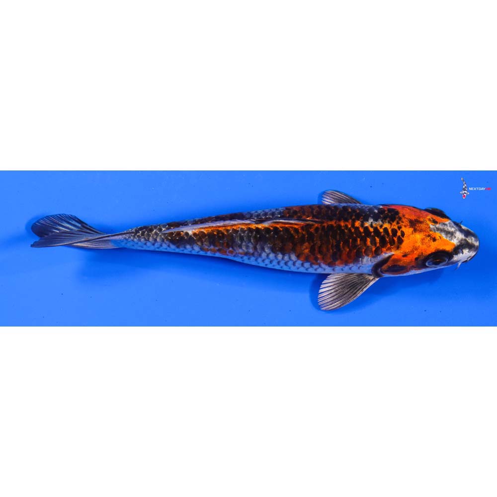 7” Imported Kujaku
