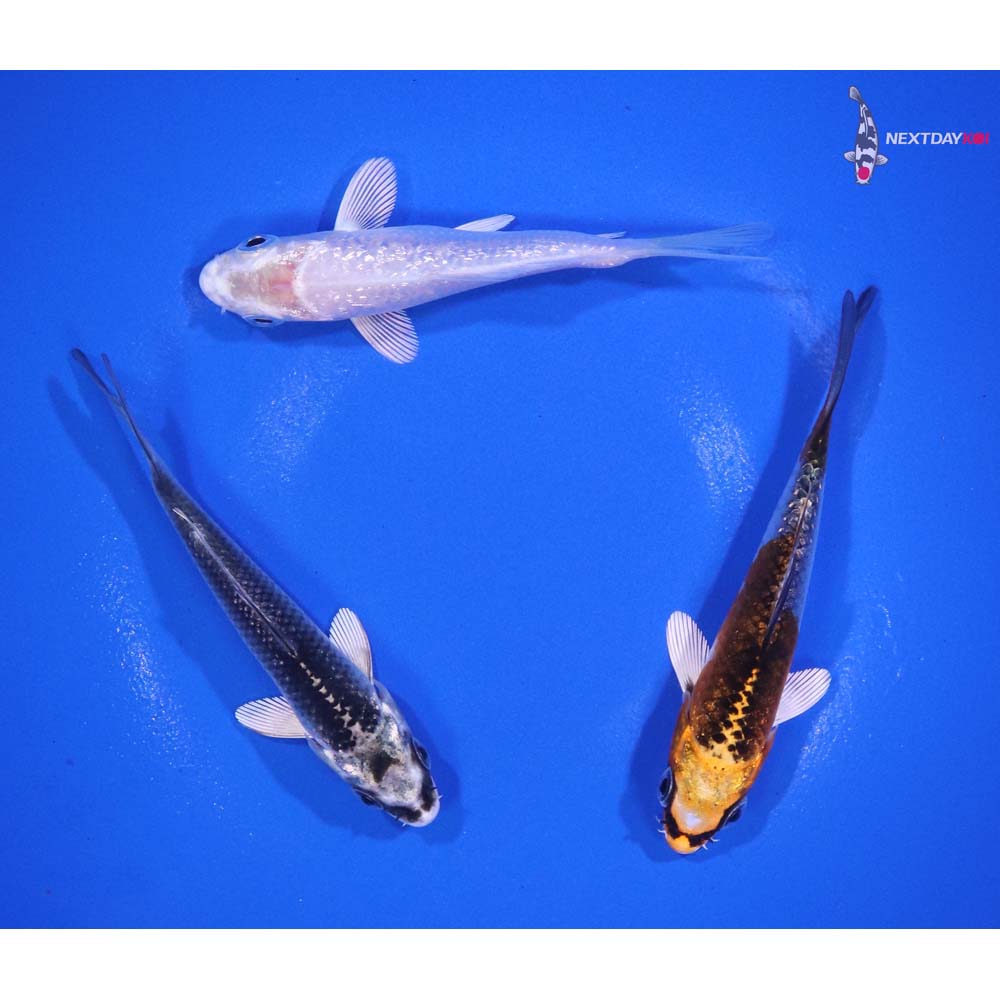 Lot of (3) 3-3.5” Imported Assorted Koi
