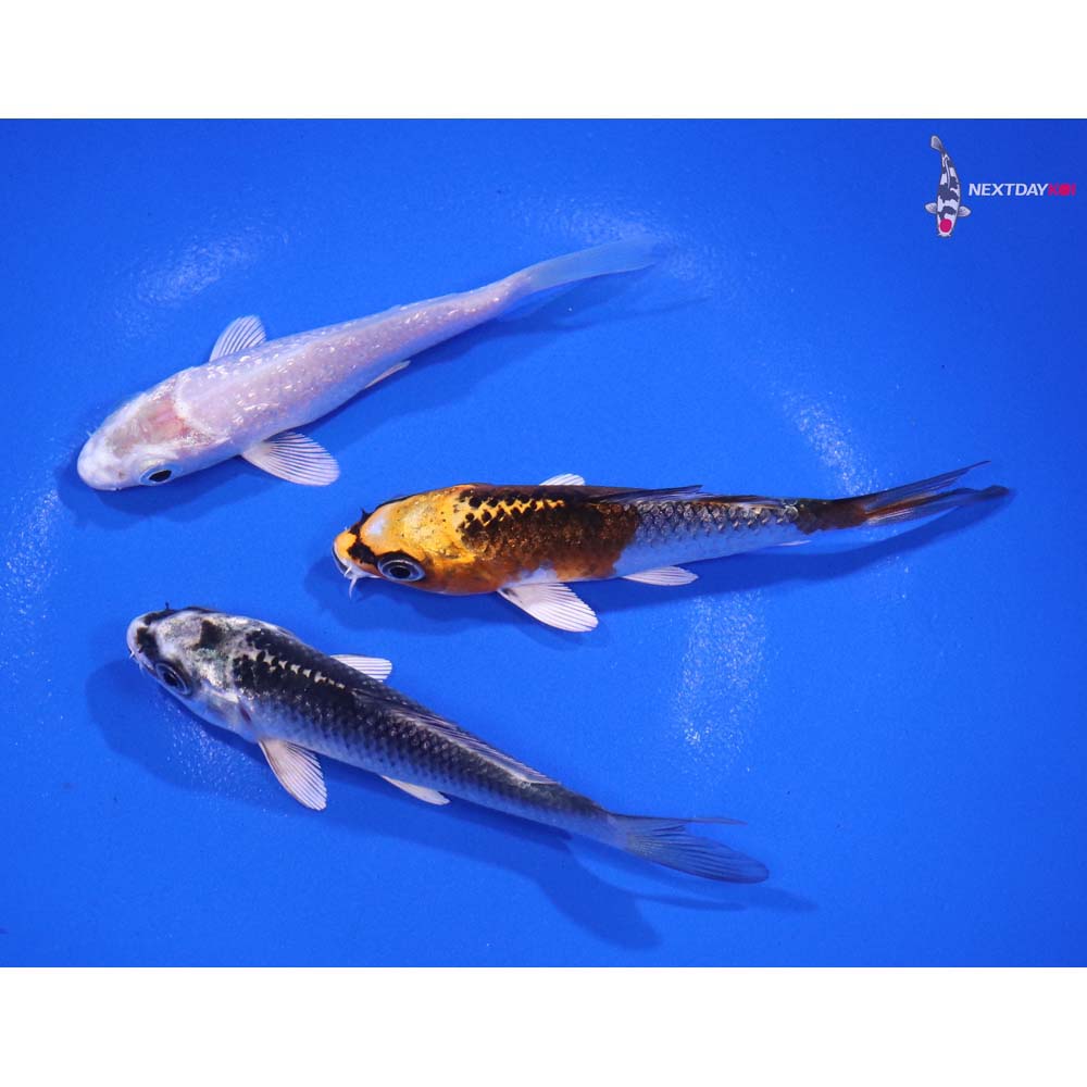 Lot of (3) 3-3.5” Imported Assorted Koi