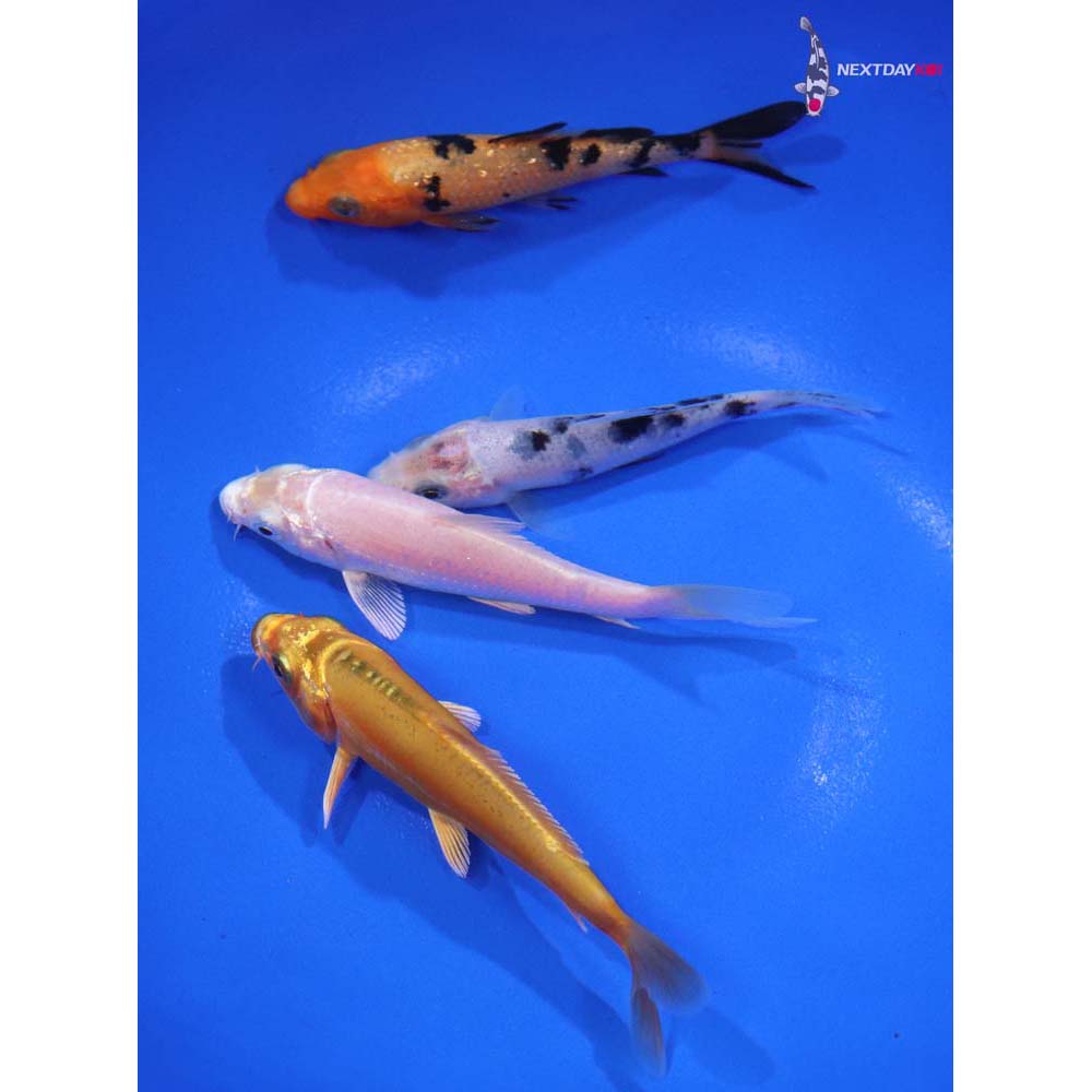Lot of (4) 3-3.5” Imported Assorted Koi