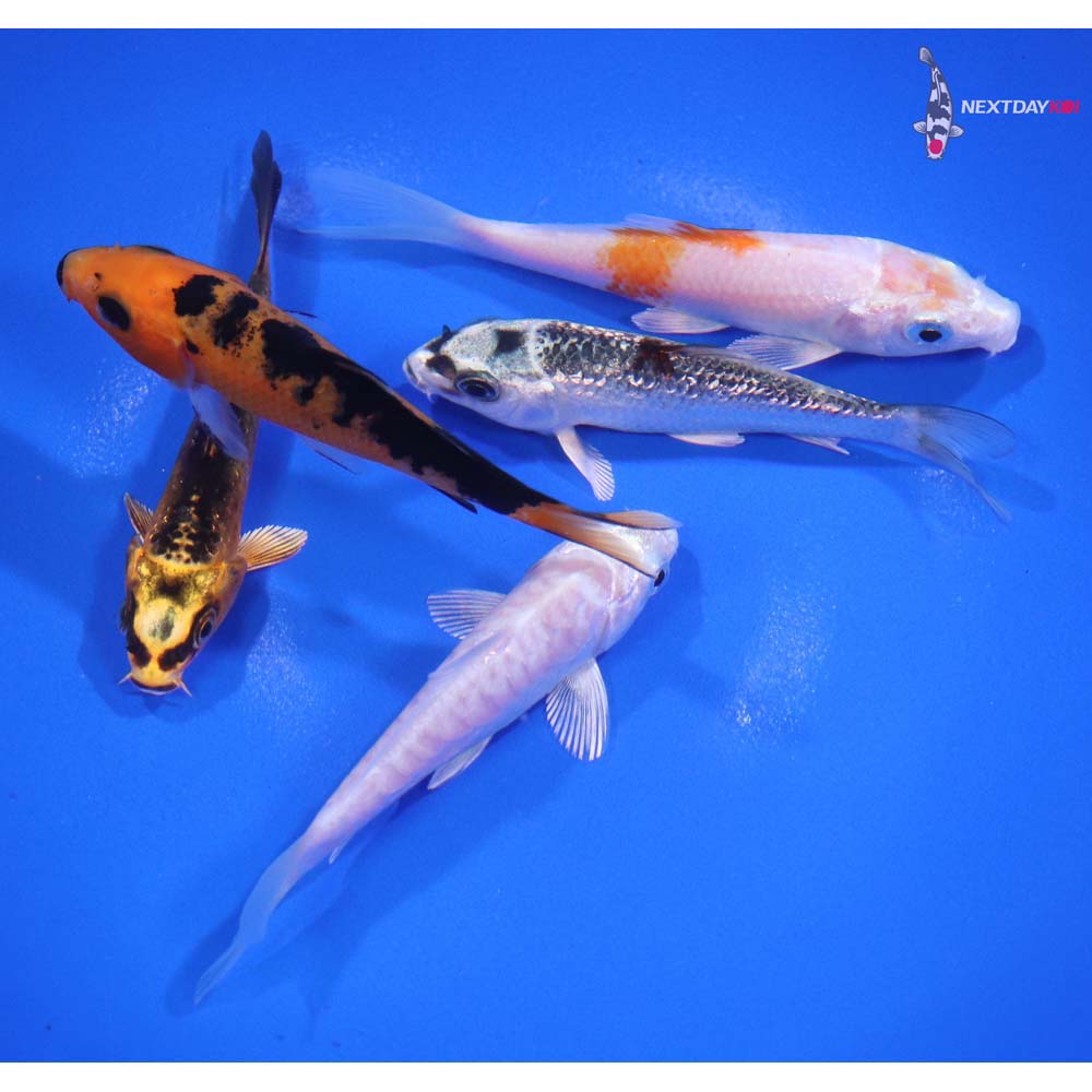 Lot of (5) 3-3.5” Imported Assorted Koi