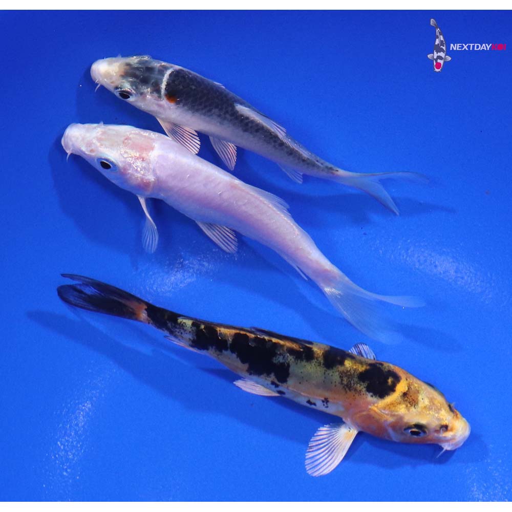 Lot of (3) 3-3.5” Imported Assorted Koi