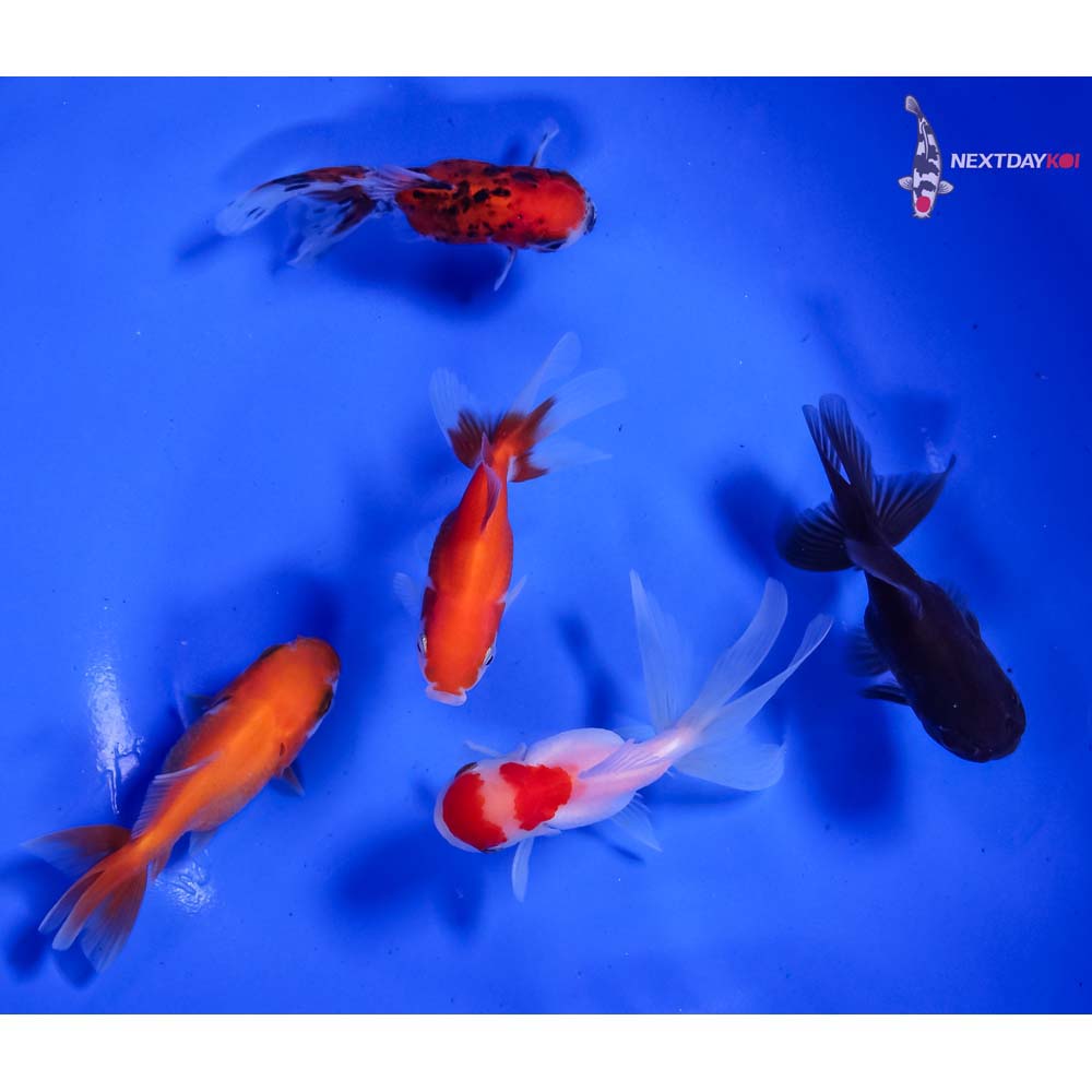 Lot of (5) 2.5-3” Imported Assorted Oranda