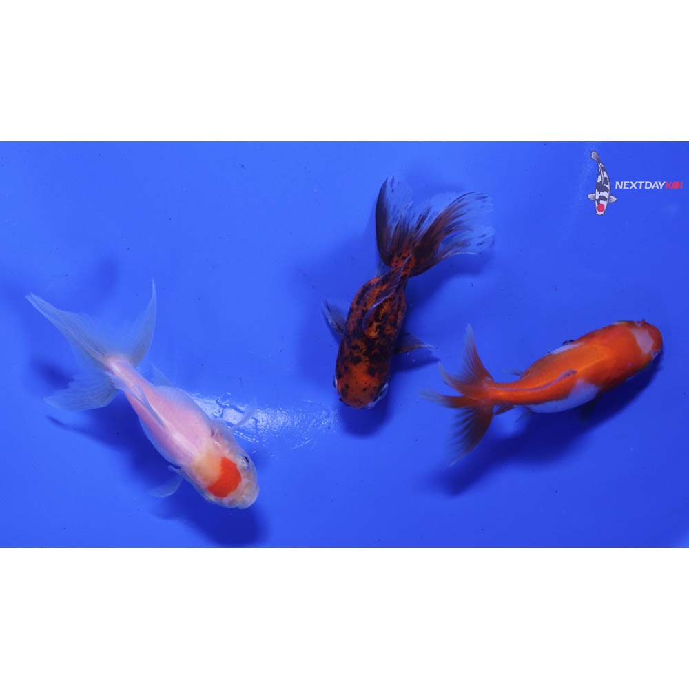 Lot of (3) 2.5-3” Imported Assorted Oranda