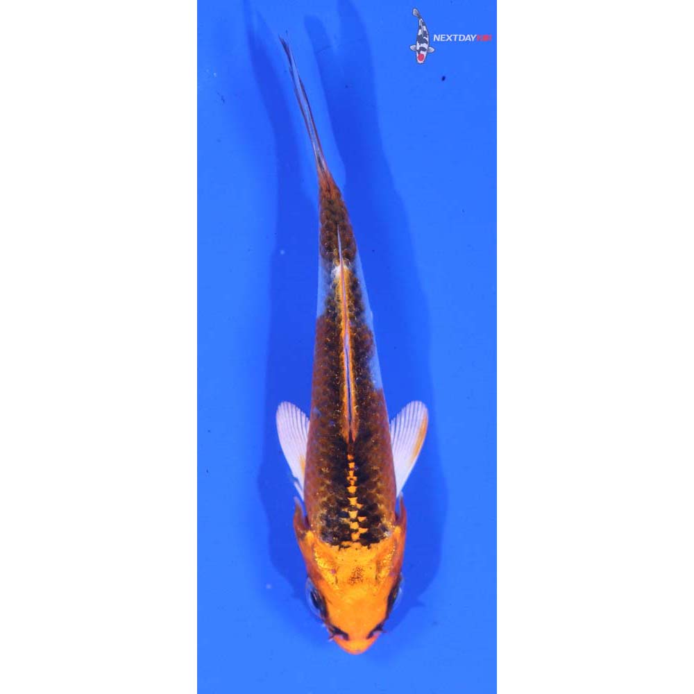 3.5” Imported Kujaku