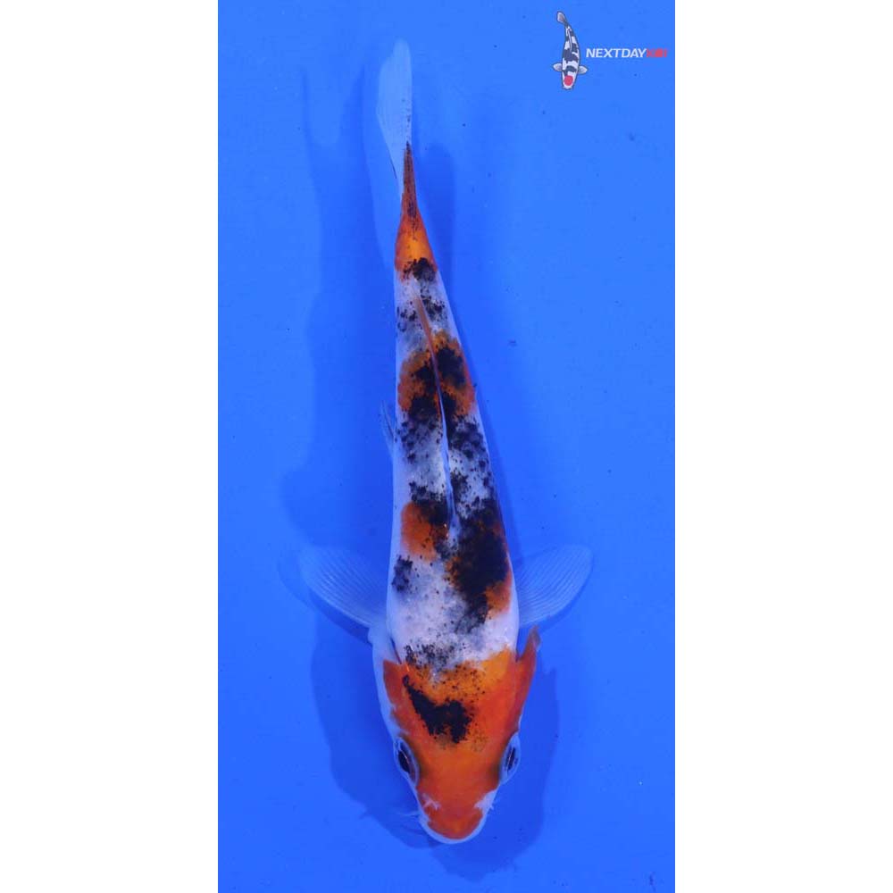 3.5” Imported Sanke