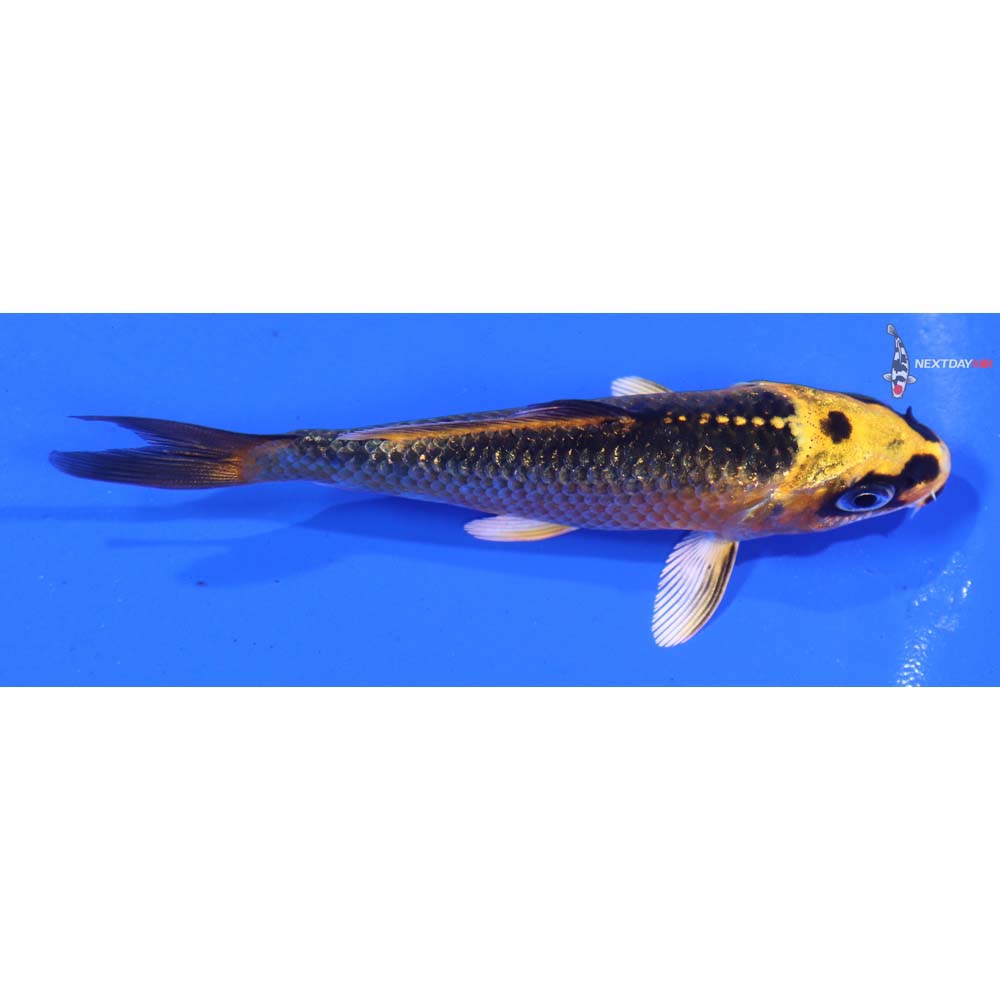 3.5” Imported Ki Matsuba