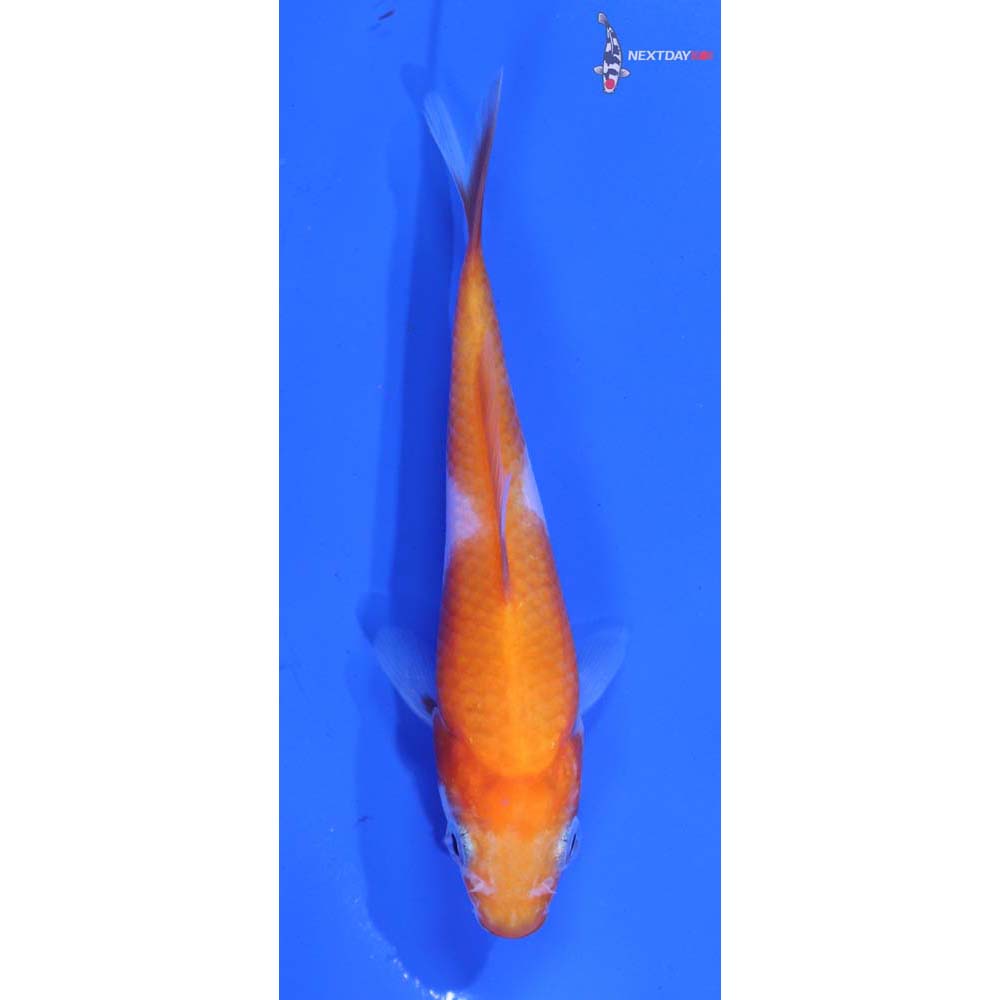 3.5” Imported Kohaku