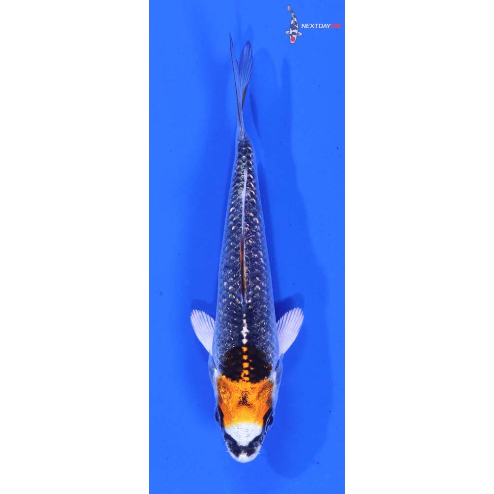 3.5” Imported Kujaku