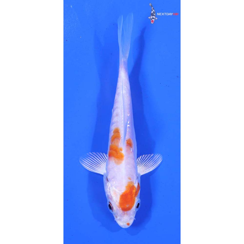 3.5” Imported Kikusui