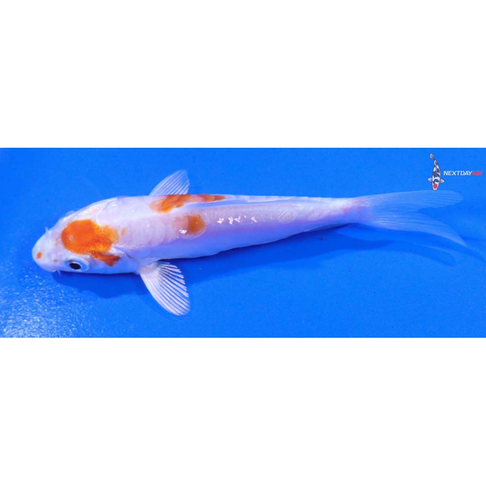 3.5” Imported Kikusui