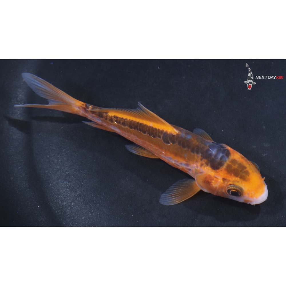 4” Imported Hana Shusui