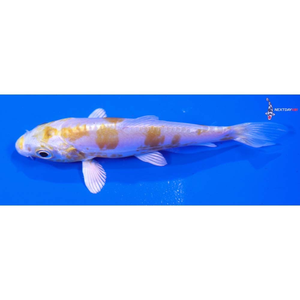 4” Imported Doitsu Lemon Hariwake
