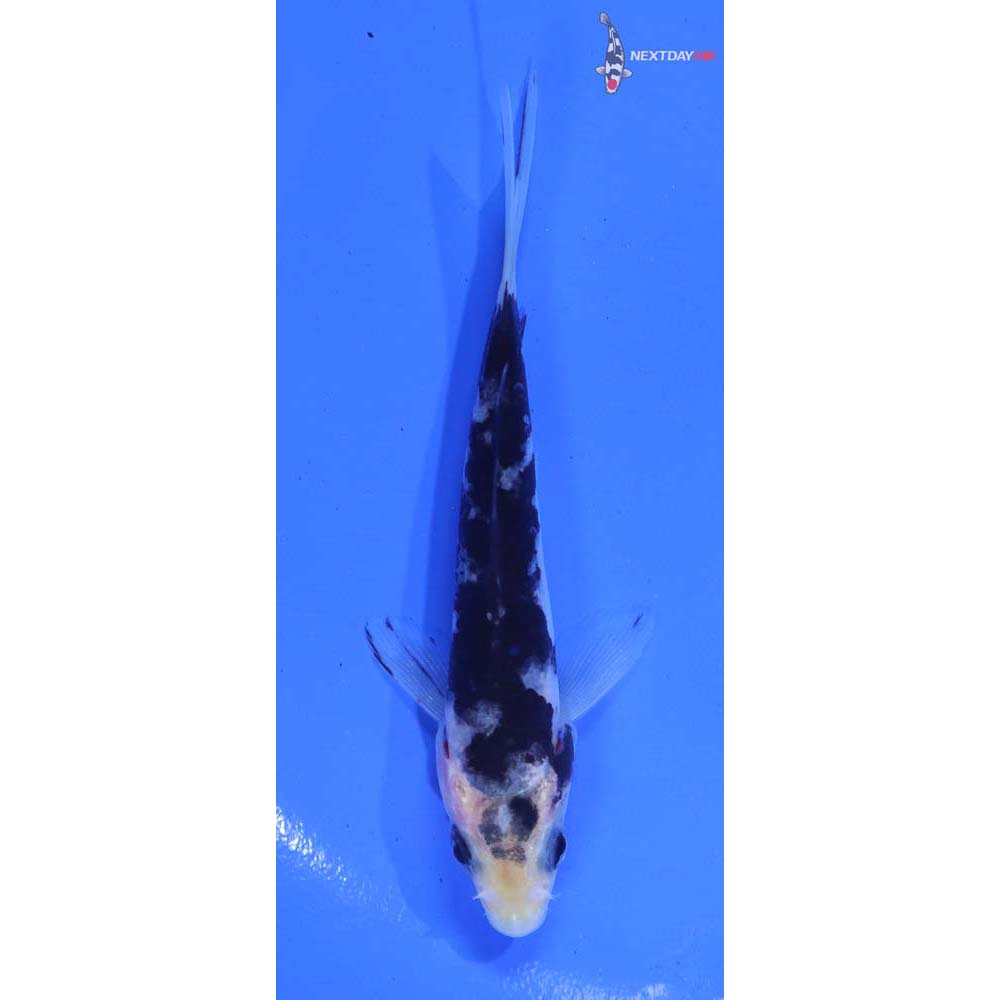 3.5” Imported Shiro Bekko
