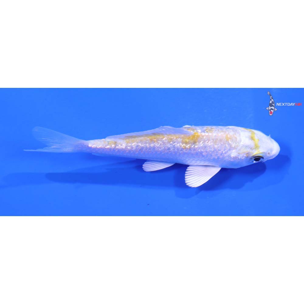 3.5” Imported Gin Rin Lemon Hariwake